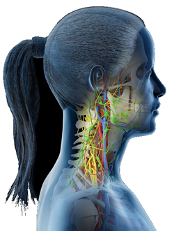 首の解剖図、血管神経リンパ