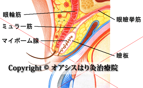 瞼の筋肉の断面図
