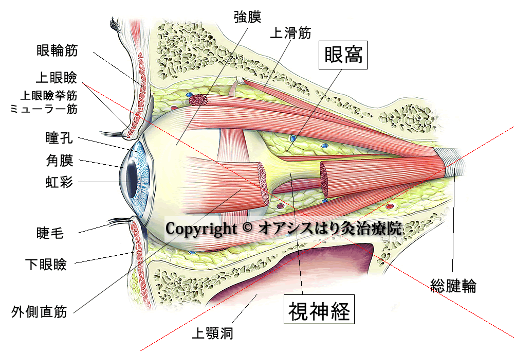 眼窩を含む眼球断面図（眼科解剖学的イラスト画像）