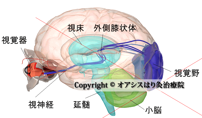 脳と眼球の解剖図ＣＧ（視覚野や外側膝状体