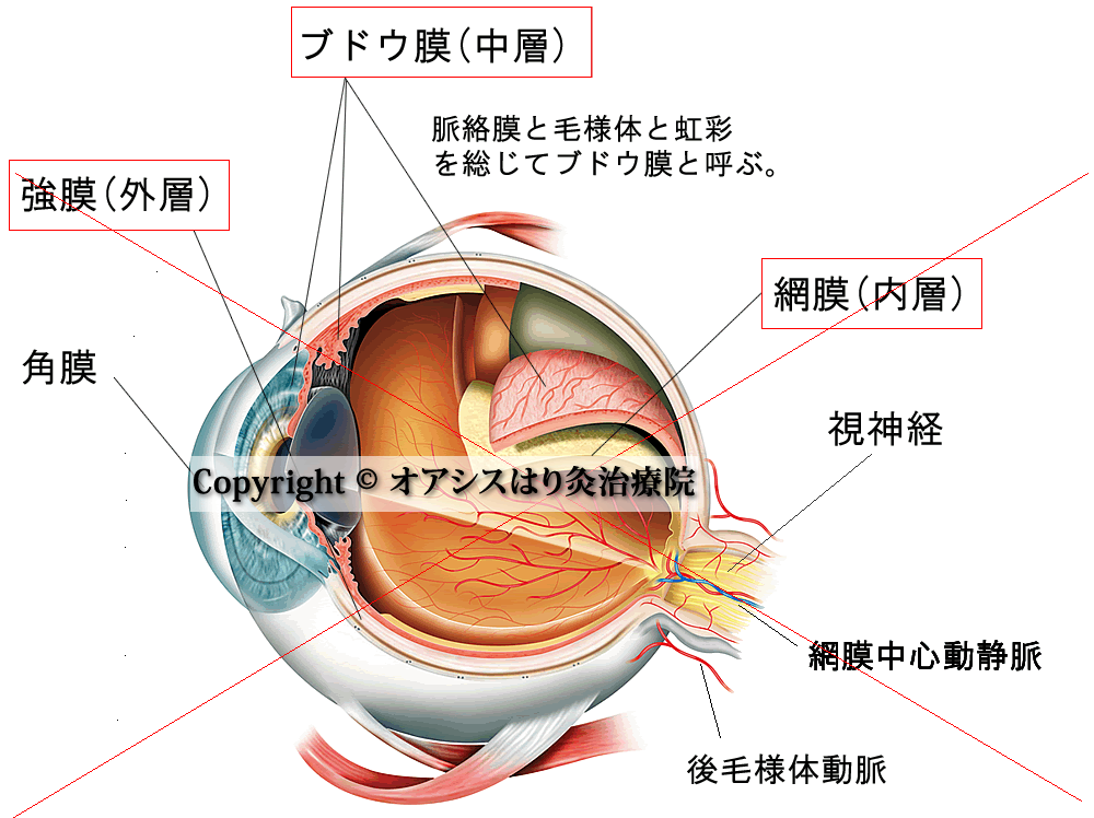 眼球の内部解剖図（網膜・ブドウ膜・強膜）