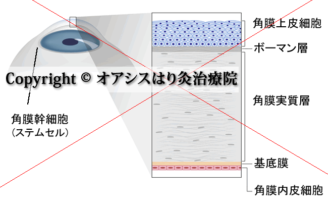 角膜の構造イラスト