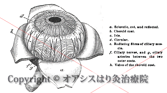 ぶどう膜 脈絡膜の解剖図イラスト